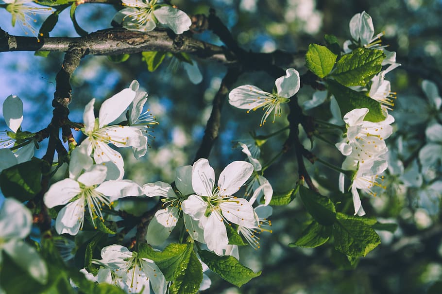 flower, plant, nature, tree, sheet, garden, season, outdoors HD wallpaper