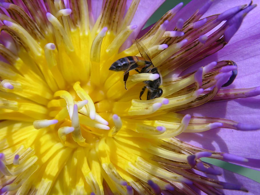 flower, nature, summer, flora, garden, bee, insect, petal, closeup HD wallpaper