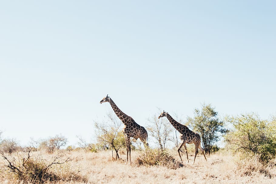 two brown Giraffe on brown grass field, two giraffe standing on brown grass field near trees at daytime, HD wallpaper