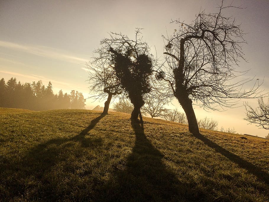 winter, trees, shadow, back light, landscape, nature, mood HD wallpaper