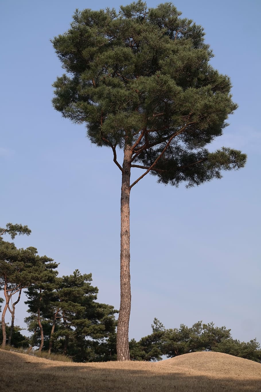 pine, wood, ability, purity, patience, plant, tree, sky, growth HD wallpaper