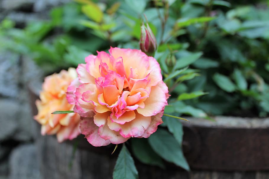 Pretty, Flower, rose, scented, summer, natural, aroma, perfume HD wallpaper