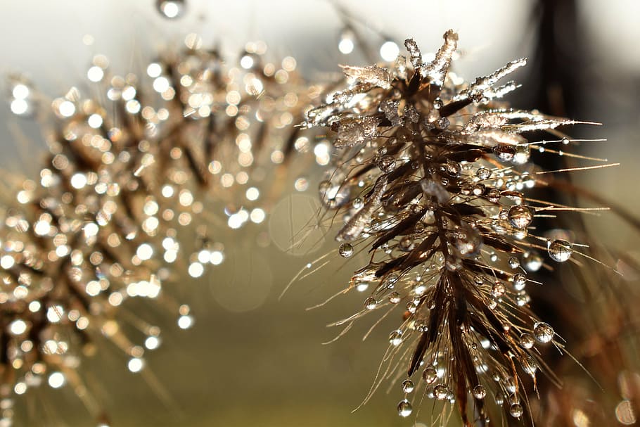 closeup photography of brown leaf with water droplets, drip HD wallpaper