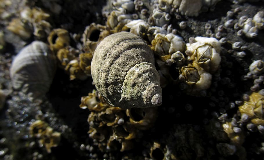 shell, seashell, sunny, ocean, marine, summer, sea shell, aquatic HD wallpaper