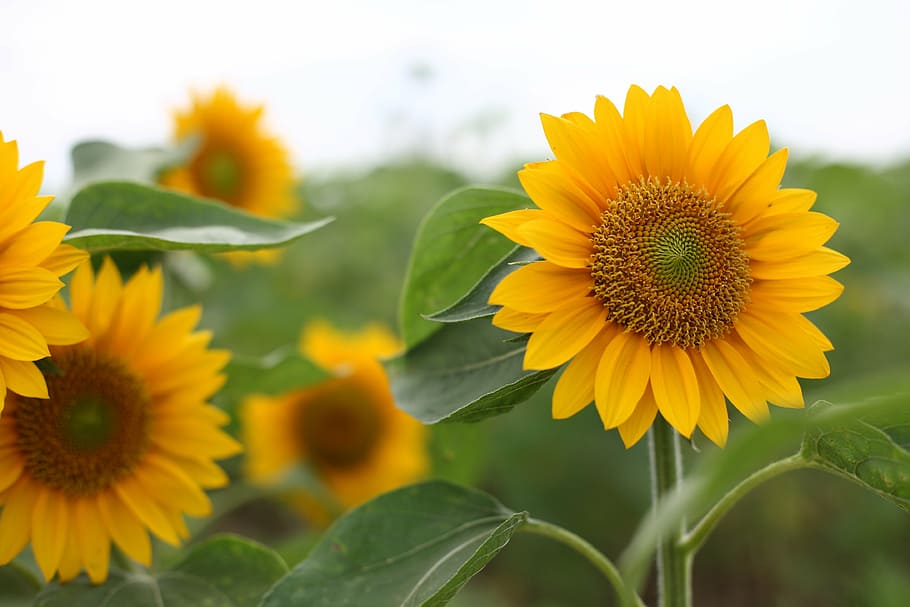 sunflower, yellow, flowering plant, freshness, growth, flower head HD wallpaper