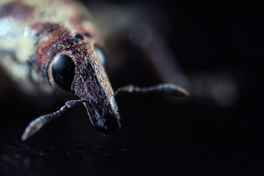 elephant beetle, macro insect, animal, little, detail, animals HD wallpaper