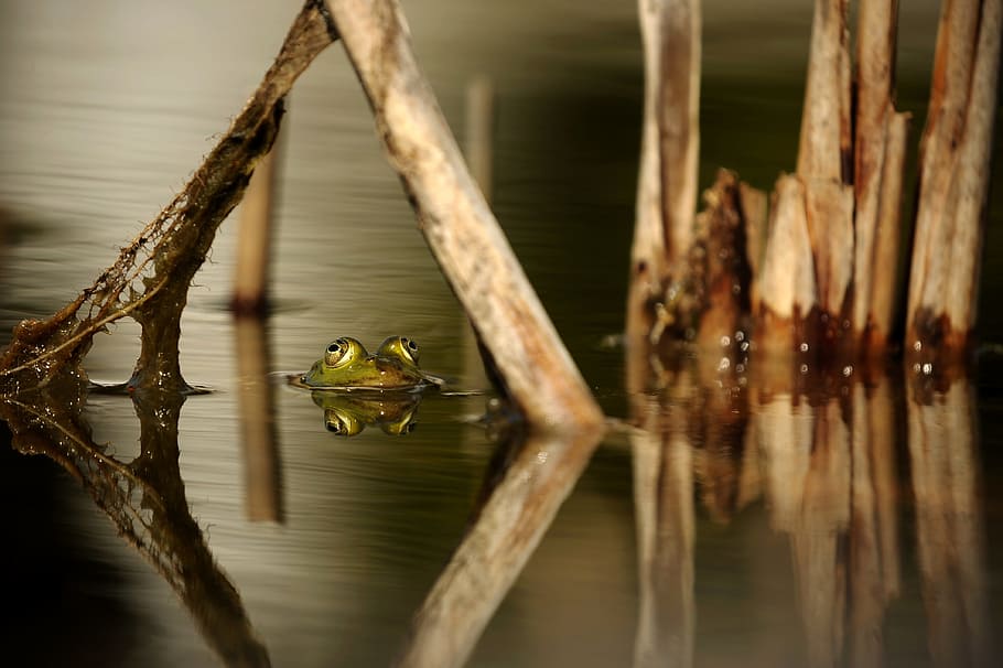 green frog on body of water near brown branches, pond, reed HD wallpaper