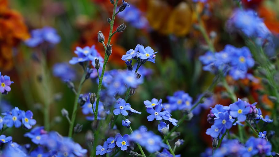 don't forget my, flowers, blue flowers, plant, close, macro, HD wallpaper