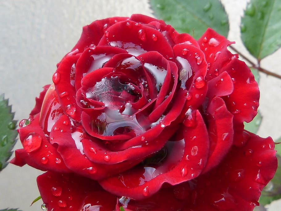 rose, red, red rose, rain, drip, wet, water, freshness, close-up HD wallpaper