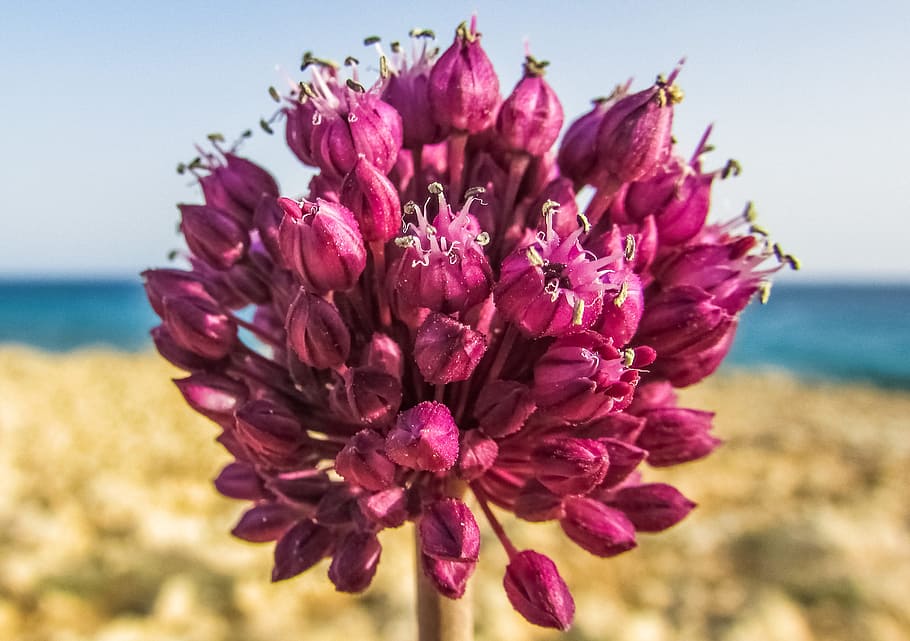 flower, purple, nature, spring, bloom, blossom, bunch, flora HD wallpaper