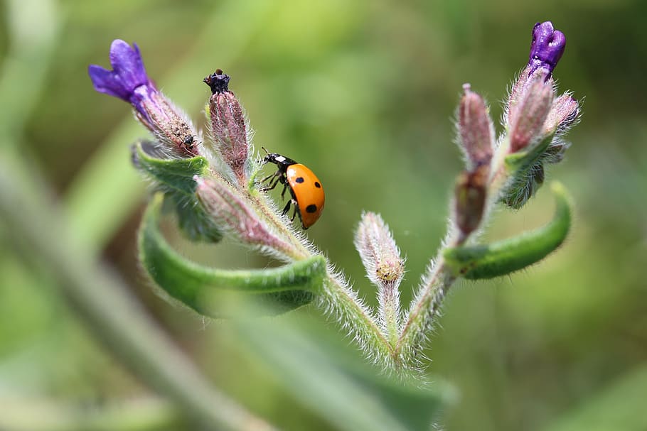 ladybug, bugs, flower, nature, plant, polka dots, macro, insect HD wallpaper