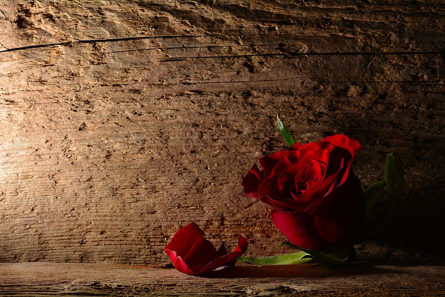 rose, red, flower, blossom, bloom, background, red rose, rosenblatt HD wallpaper