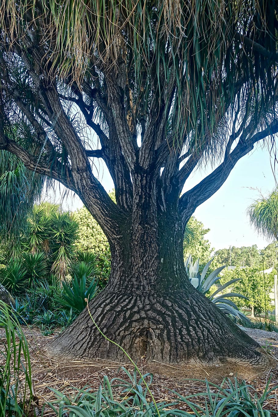 tree, baobab, unusual, madagascar, trunk, plant, nature, large HD wallpaper