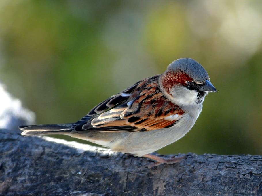 gray and brown bird, sperling, sparrow, plumage, wing, fly HD wallpaper
