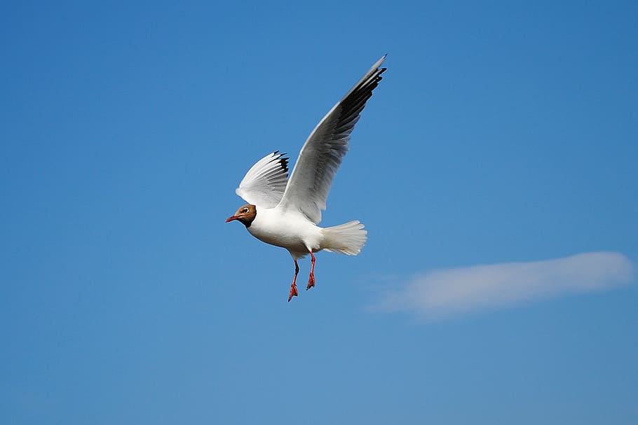 white bird flying under white clouds and blue sky, seagull HD wallpaper