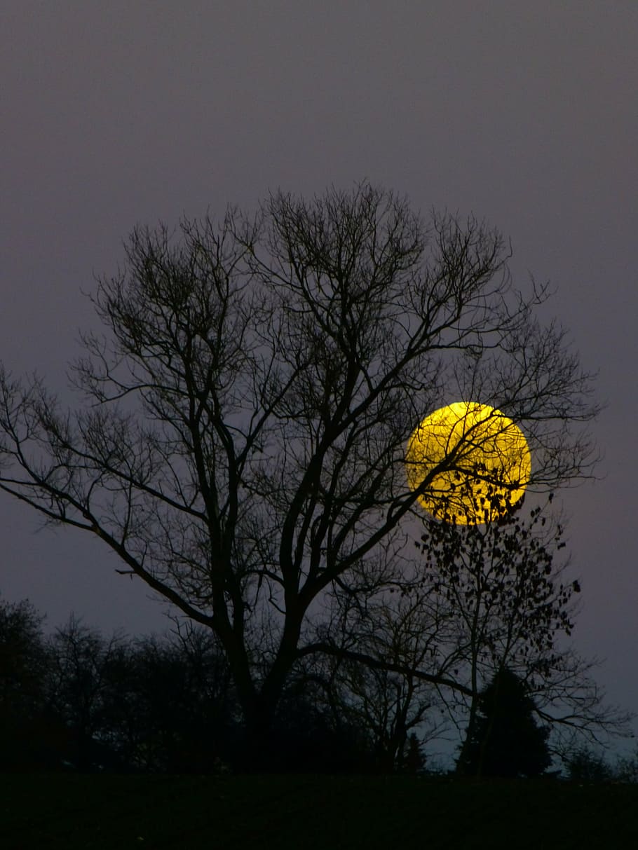 moon, full moon, moonrise, evening, twilight, moonlight, tree, HD wallpaper