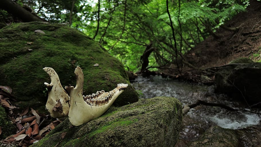 photo of forest and body of water, bone, death, mountain, woods HD wallpaper