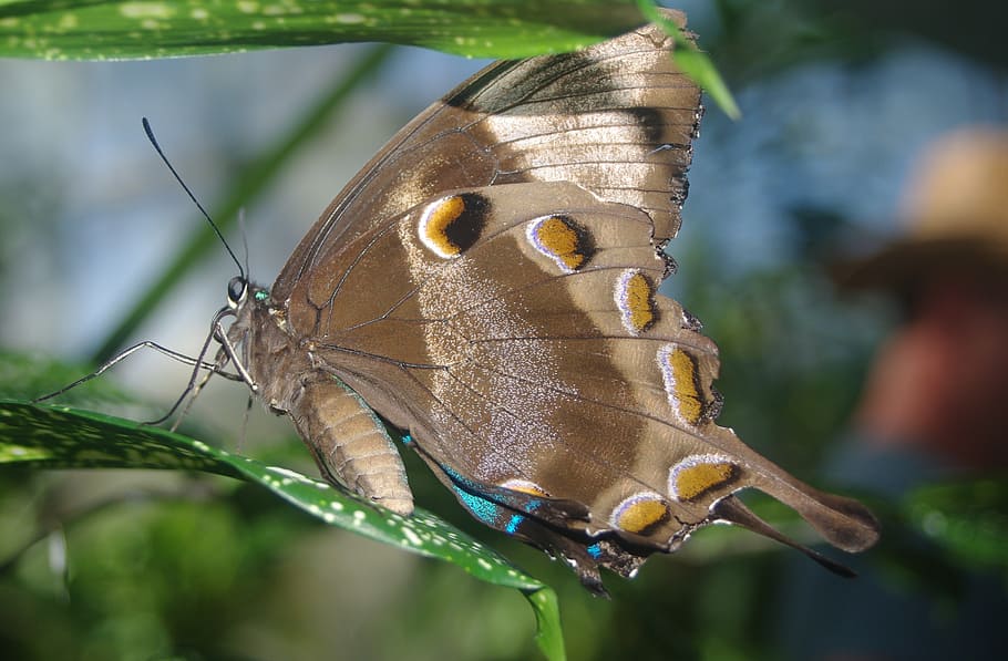 butterfly, wing, insect, nature, garden, natural, pattern, stunning HD wallpaper