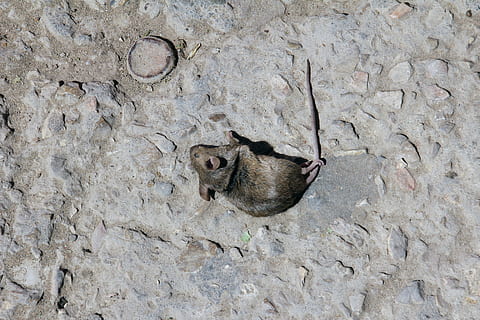 Mouse, Dead, Death, Animal, dead mouse, nature, shrew, rodent HD wallpaper