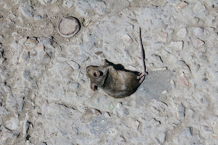 Mouse, Dead, Death, Animal, dead mouse, nature, shrew, rodent HD wallpaper