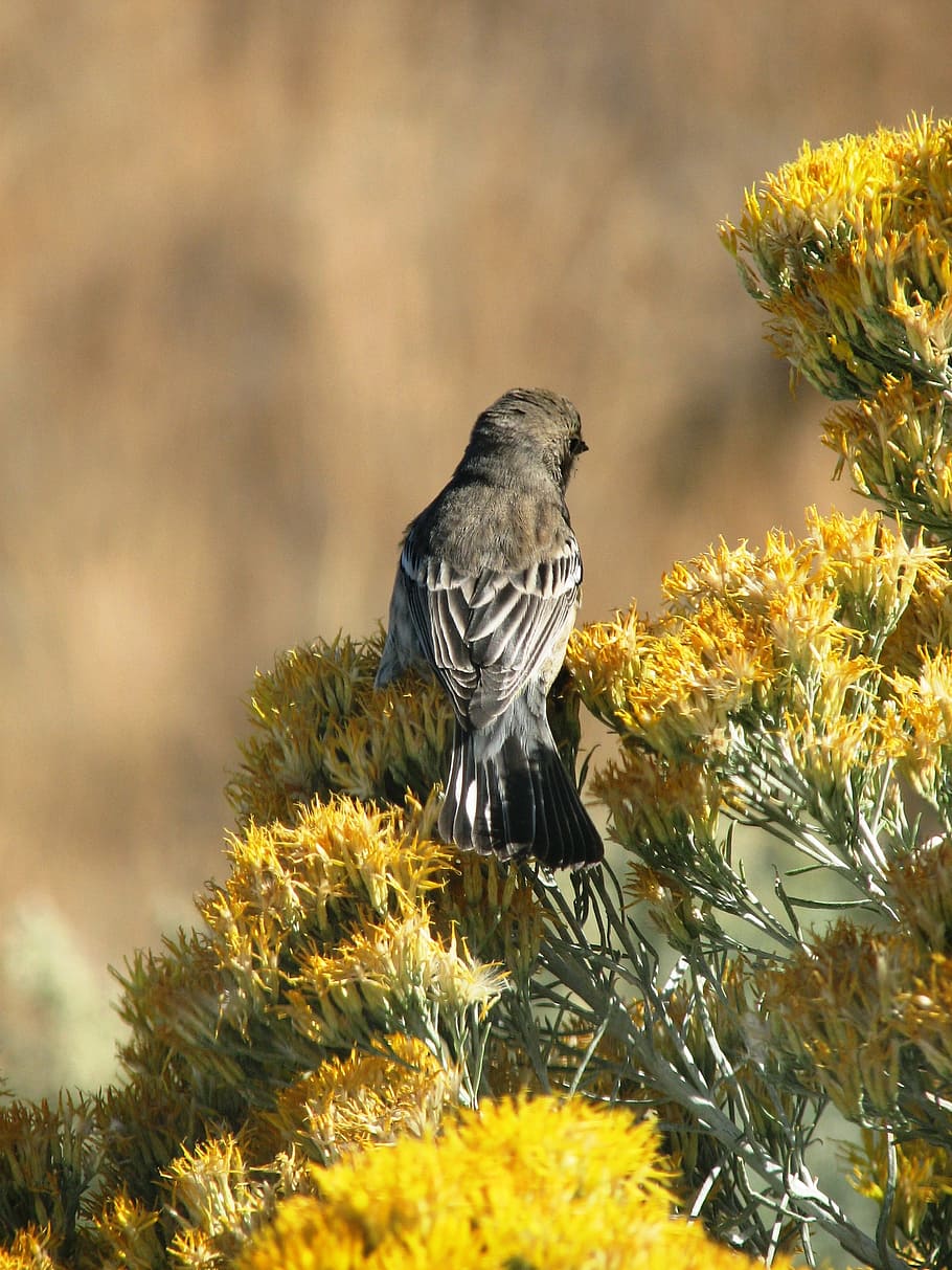 bird, rabbit brush, bloom, animal, eastern, oregon, usa, sage wren HD wallpaper