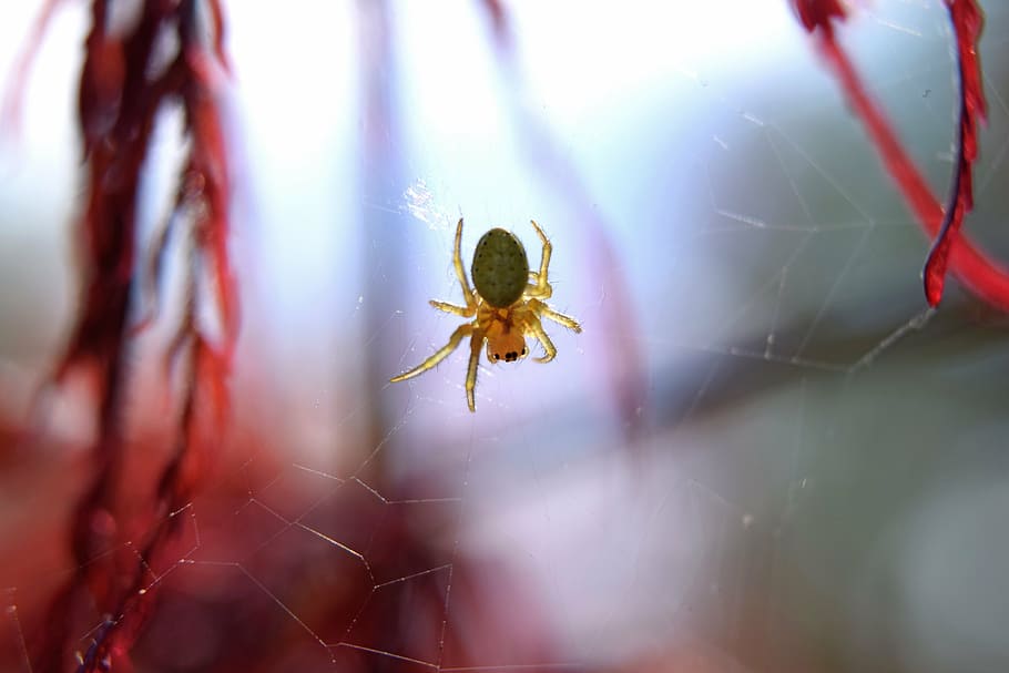 spider, web, insect, arachnid, halloween, cobweb, scary, wildlife HD wallpaper