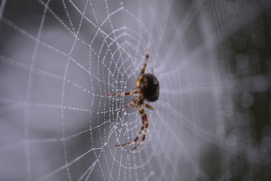 brow spider in shallow photography, cobweb, wet, droplet, brown HD wallpaper