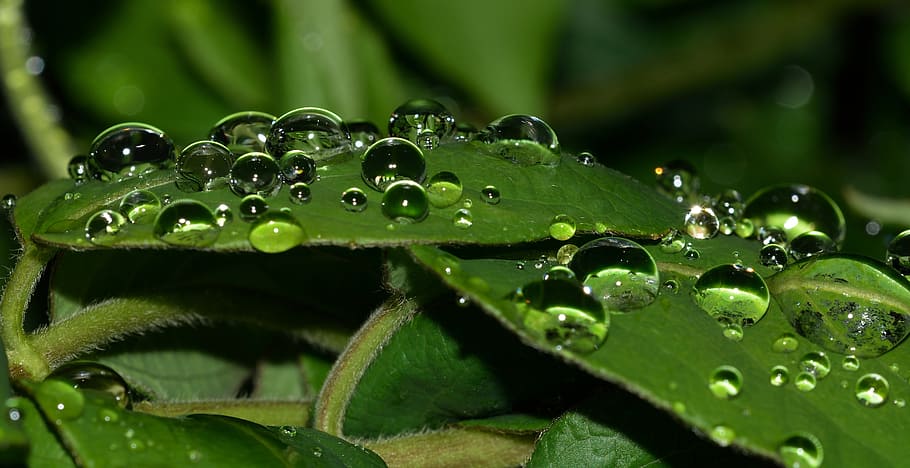 nature, water, drops, leaf, green color, plant, plant part HD wallpaper