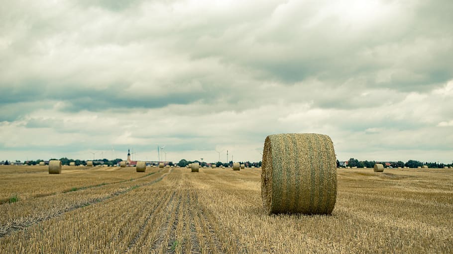 field, straw, straw bales, harvest, agriculture, round bales, HD wallpaper