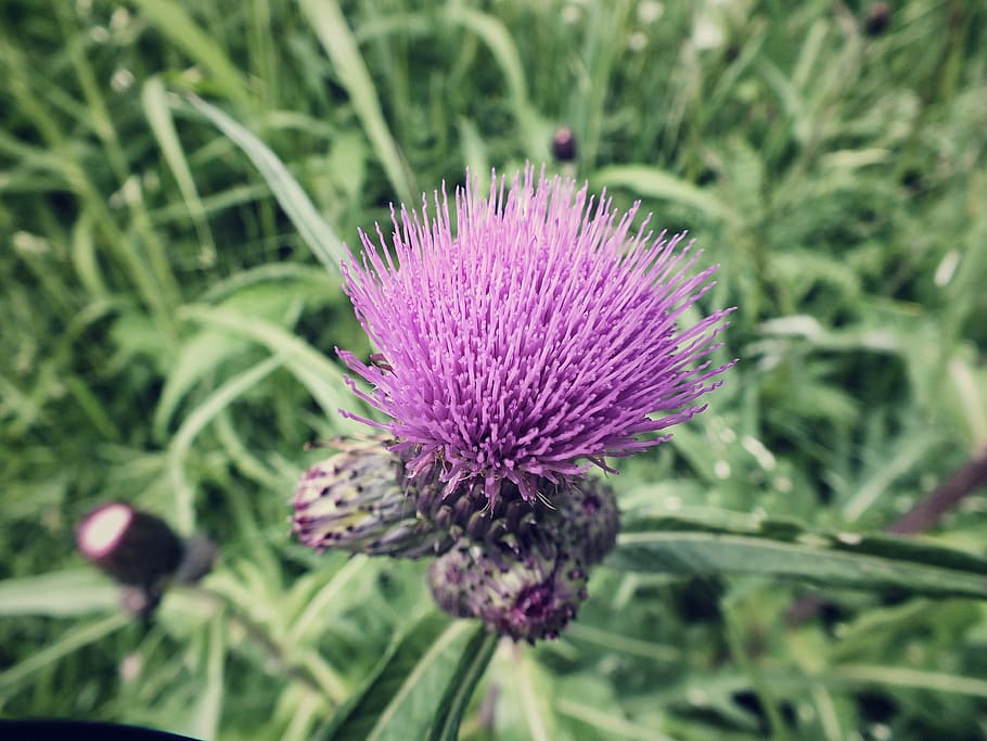 Flower, Nature, Bloom, Natural, bud, summer, flora, plant, purple HD wallpaper
