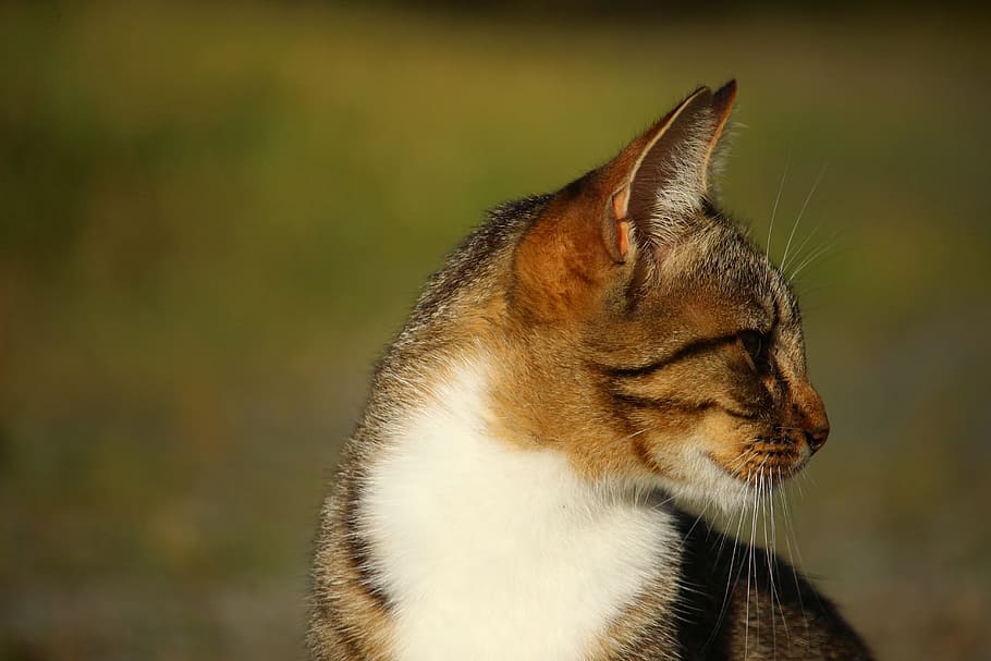 brown and black cat, mieze, kitten, mackerel, tiger cat, domestic cat HD wallpaper