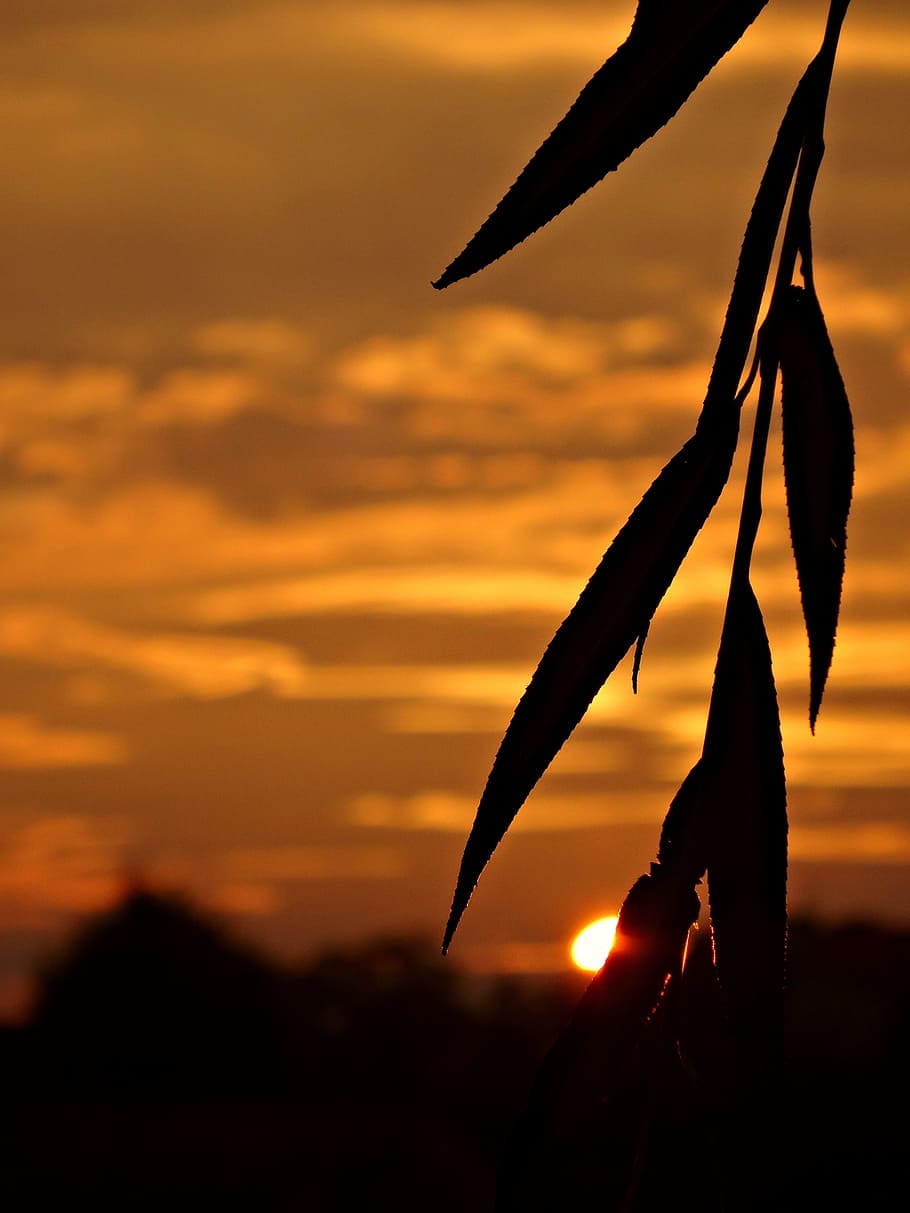 Evening, Sunset, Twilight, Landscape, mood, scenery, nature HD wallpaper