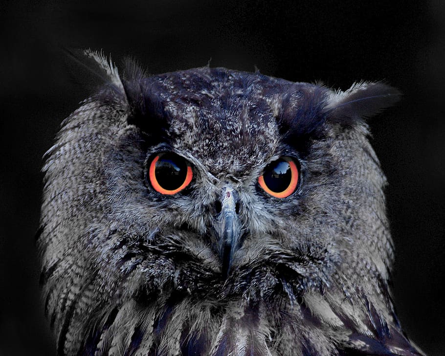 photo of black owl, focus, eagle owl, animal, bird, feather, lighted eyes, HD wallpaper