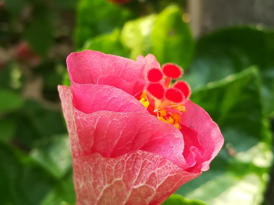 flowers, pollen, red, flowering plant, beauty in nature, vulnerability HD wallpaper