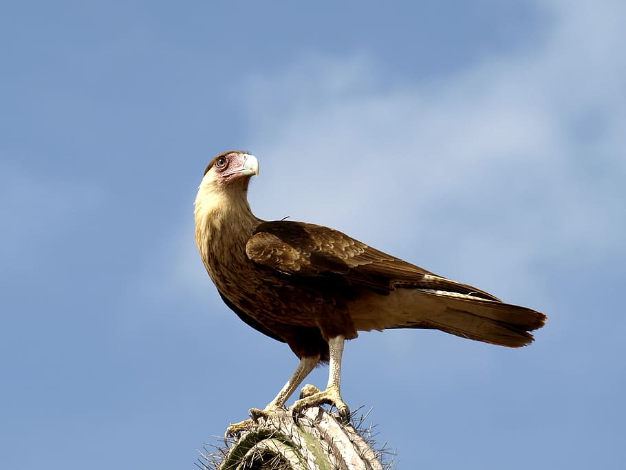 Wara Wara, Raptor, Bird, Bird, Bird Of Prey, animal, caracara, HD wallpaper