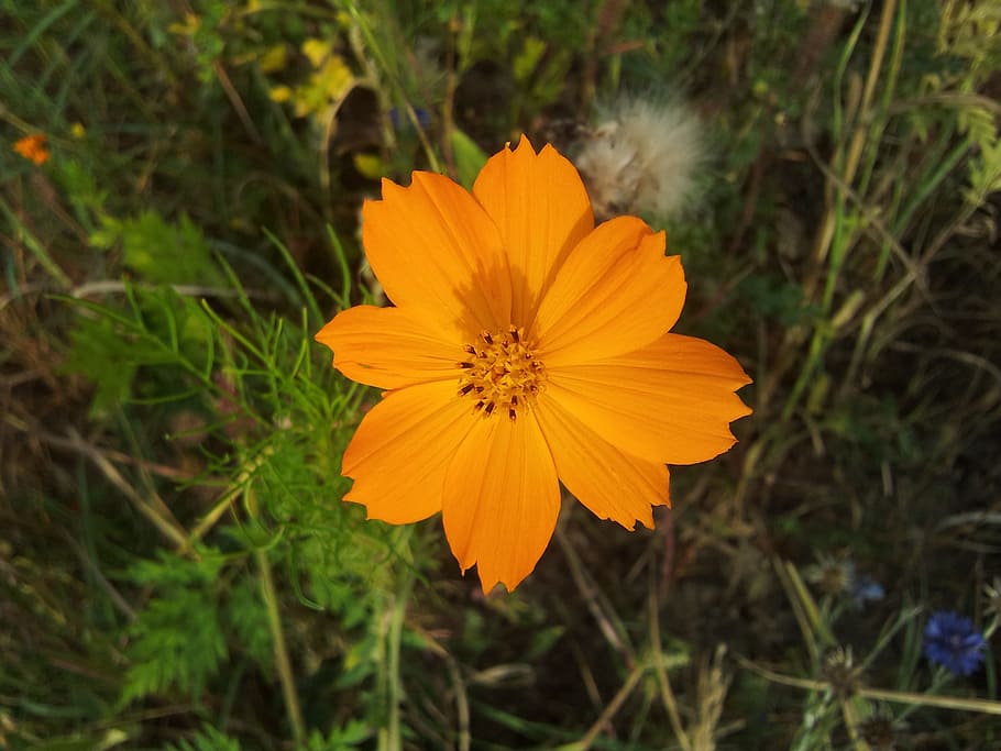 Spring, Fallow, Flowers, flowering, nature, yellow, daisy, summer HD wallpaper