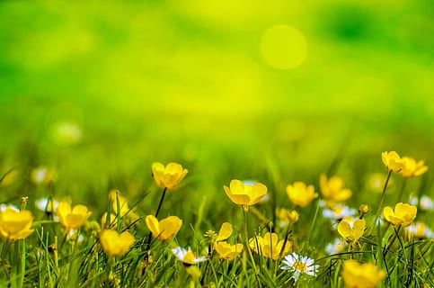 HD wallpaper: yellow flower field, spring, background, meadow, easter,  green | Wallpaper Flare