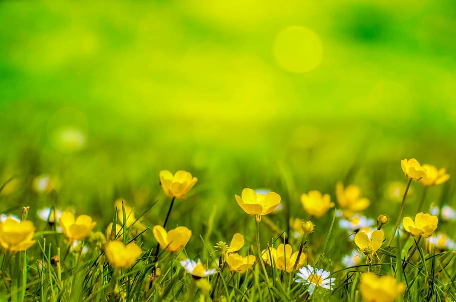shallow focus photography of yellow flower field, spring, background