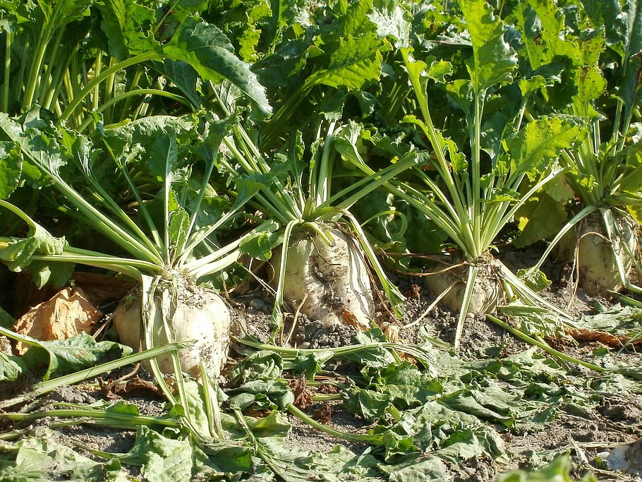 green vegetable on ground, Sugar Beet, Harvest, Agriculture, Crop, HD wallpaper