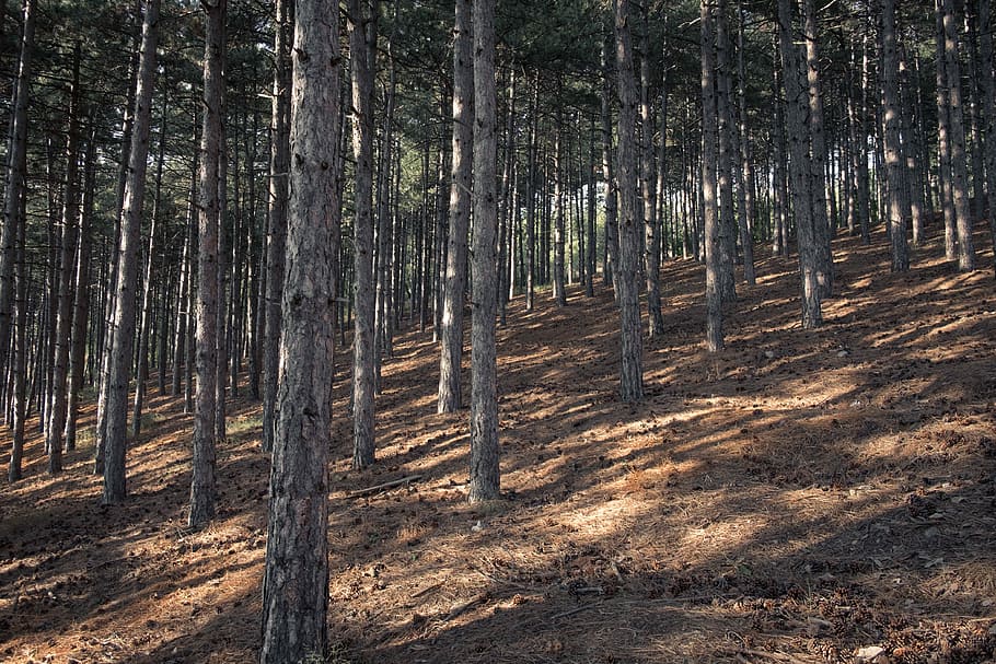 bare trees on hill during daytime, low angle photo of trees, forest HD wallpaper