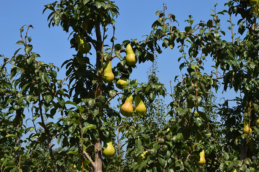 pear, orchard, fruit, tree, farm, fall, harvest, food and drink HD wallpaper