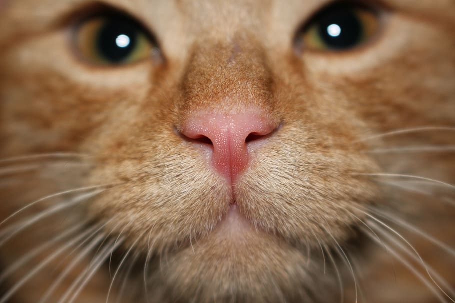 nas, cat, pets, russet, tomcat, domestic Cat, animal, cute HD wallpaper