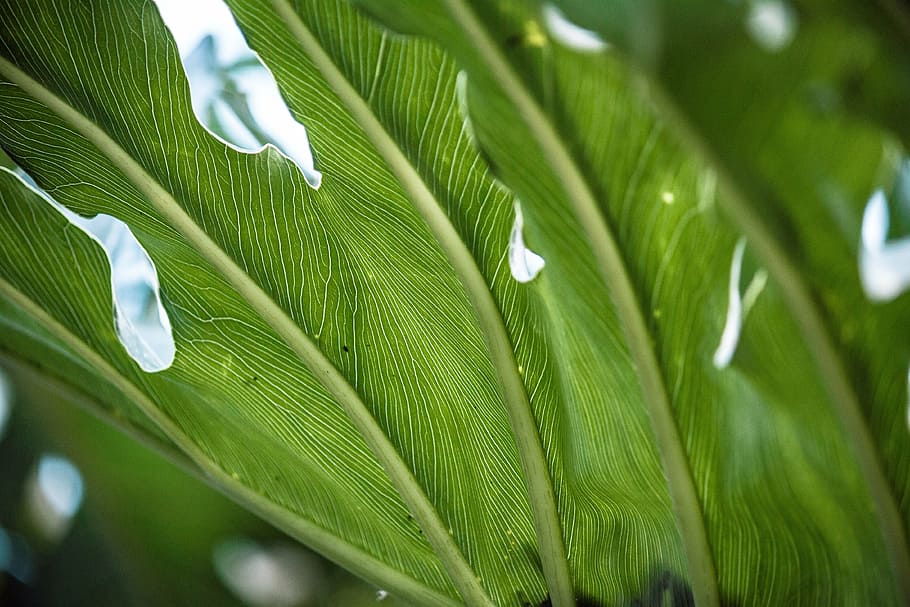 green, leaves, tropic, close, macro, detail, nature, leaf, plant HD wallpaper