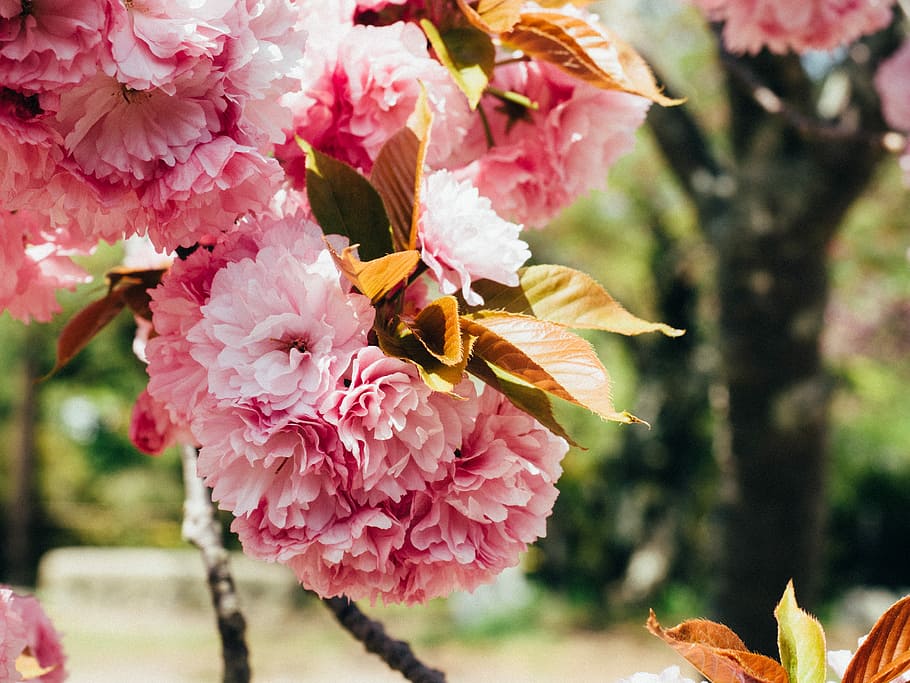 pink petaled flowers, leaf, tree, nature, sakura, blossom, japan HD wallpaper