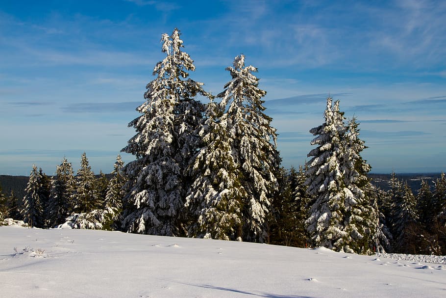 winter, snow, christmas tree, wintry, white, cold, trees, forest HD wallpaper