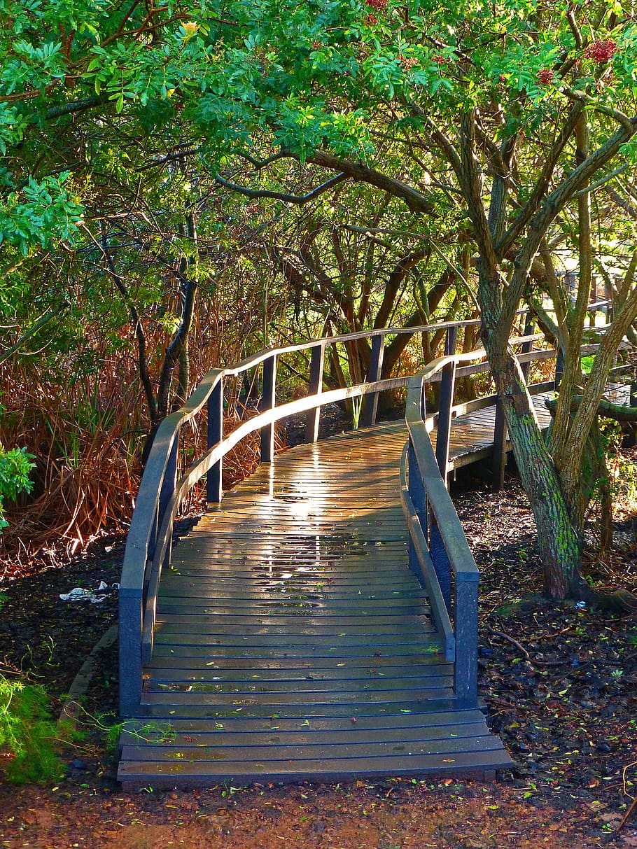 empty wooden pathway between tress, bridge, forest, sun reflection HD wallpaper