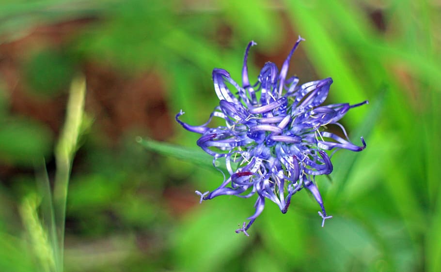 devil's claw, flower, blossom, bloom, blue, blue phyteuma, wild flower HD wallpaper