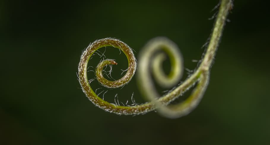 selective focus photography of green plant, nature, background HD wallpaper