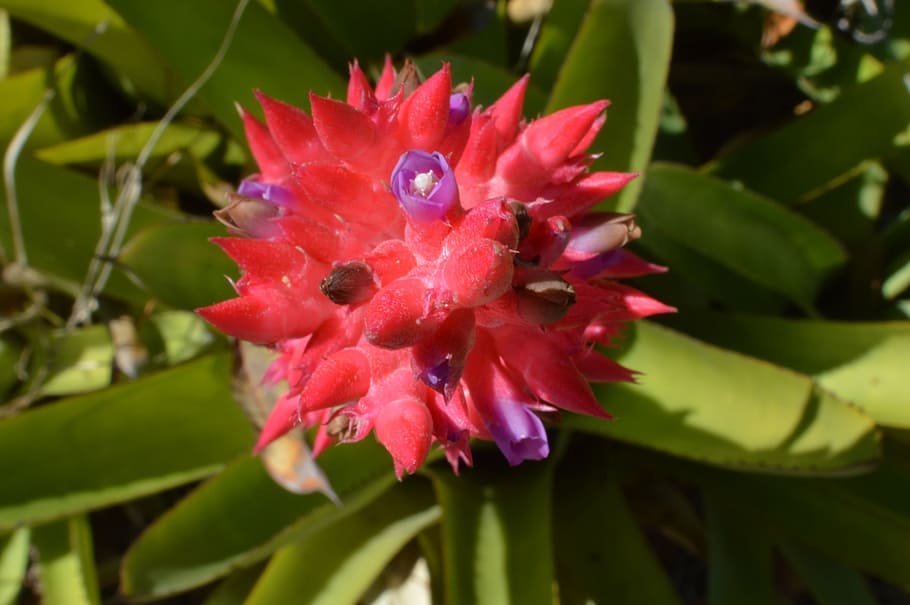 flower, macro, botany, plant, growth, flowering plant, beauty in nature HD wallpaper