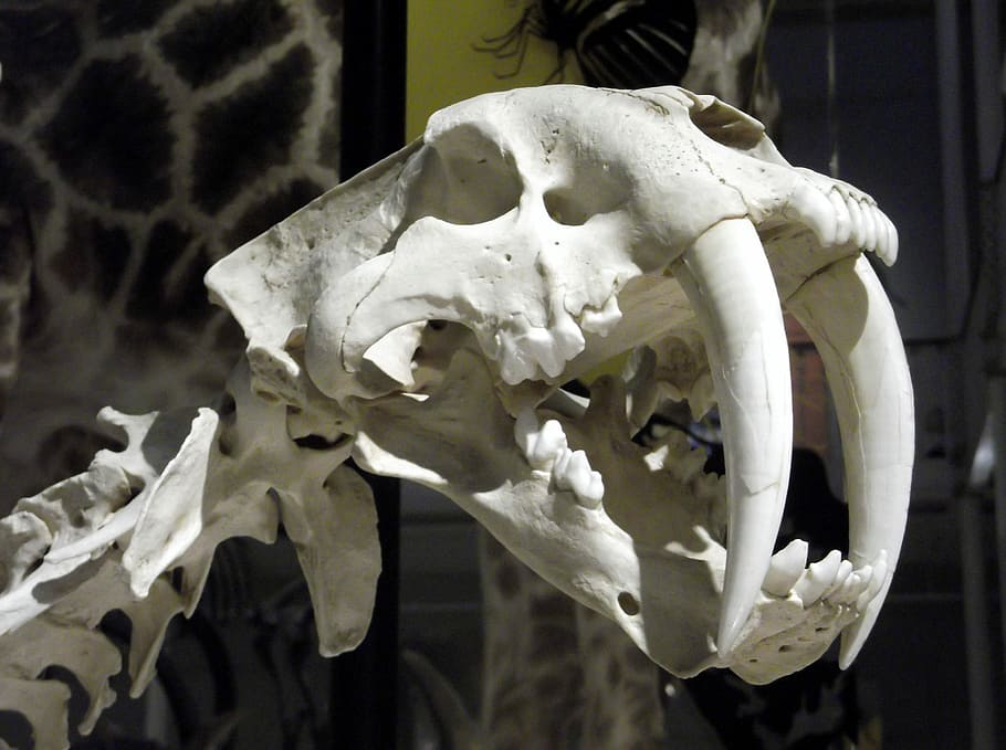 person taking photo of white sabertooth skull, bone, tiger, vertebrae